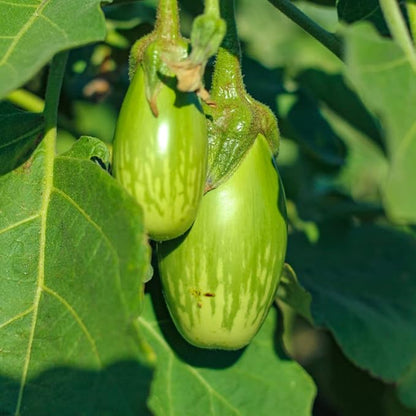 50 Seeds Thai Eggplant Seed, Thai Green Fingers Eggplant Asian Vegetable Seeds