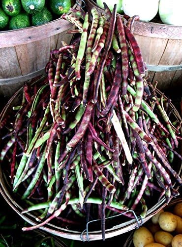 Mississippi Purple Purple Peas (Southern) Peas, A Peas,Great Flavor, Shell pea(100 Seeds)