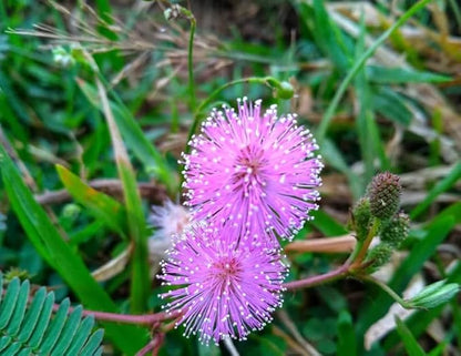 50+ Sensitive Plant Seeds Mimosa Touch Me Not Flowers Planting