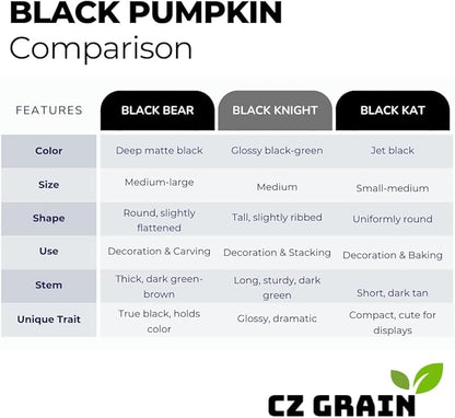 Exotic Black Kat Pumpkin Seeds for Planting (10 Seeds) – Deep Black, Smooth-Skinned Pumpkins – Rare Decorative Variety for Fall Gardens, Halloween Displays & Autumn Décor