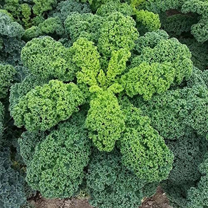 Seeds Kale Bush Dinosaur Giant Cabbage Non GMO Vegetable for Planting