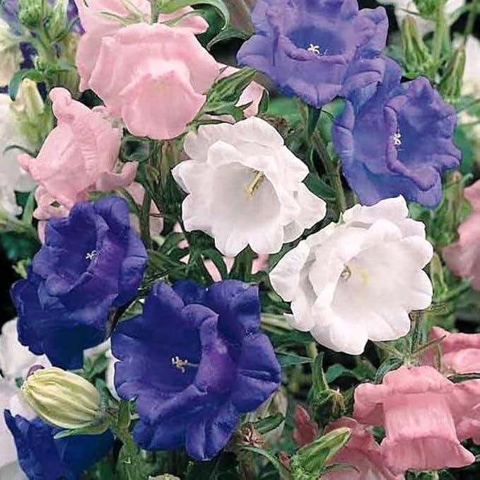 Seeds Canterbury Bells Double Mix/Bellflower/Biennial Flowers
