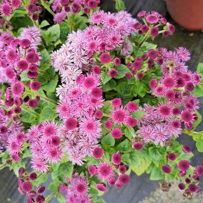 100+ Ball Pink Ageratum Seeds Flower Seeds Garden Planting