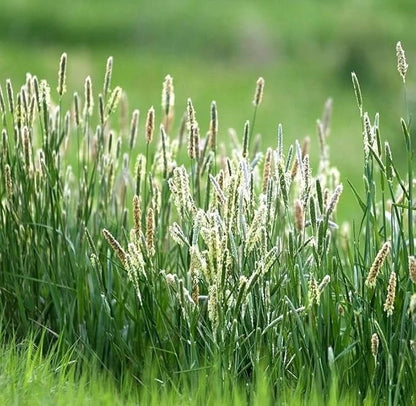 Climax Timothy Grass Seeds, 1 Pound by Seeds2Go