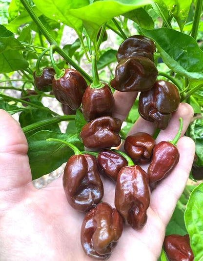 25pcs Chocolate Habanero Pepper Seeds Heirloom Spicy Caribbean Pepper Non-GMO Seeds