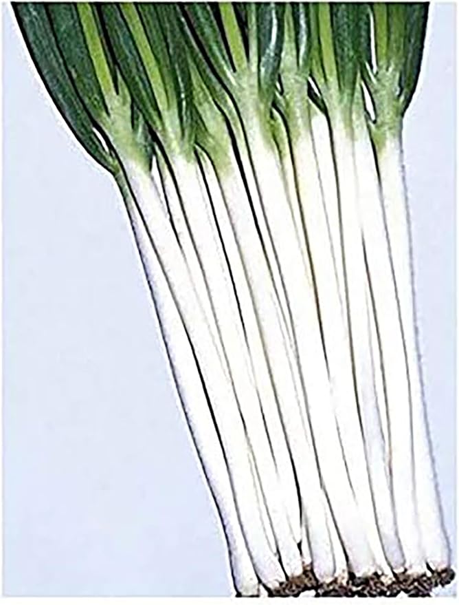 Japanese Bunching Onion - Ishikura Long Winter
