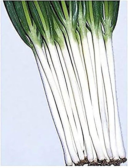 Japanese Bunching Onion - Ishikura Long Winter
