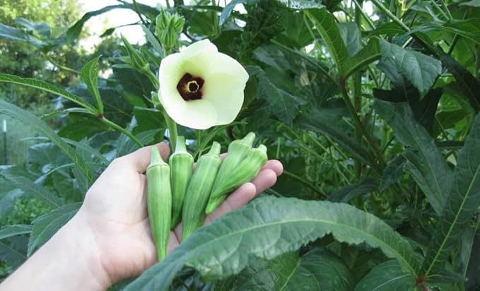 Seeds Green Okra Bamia (Lady's Finger) Non GMO Vegetable for Planting