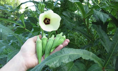 Seeds Green Okra Bamia (Lady's Finger) Non GMO Vegetable for Planting