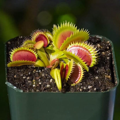 Carnivorous Plant Soil Mix, 2 QT Small Size Bag for Repotting, All Natural Ingredients Great for Venus, Sundews, and Pitcher Plants