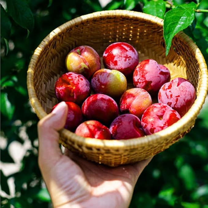 150+ Wild Perennial Plum Trees Fruit Seeds for Planting Outdoors-Organic Native Prunus Seeds European Non-GMO Heirloom Fruit Trees Seed for Garden Home Outdoor