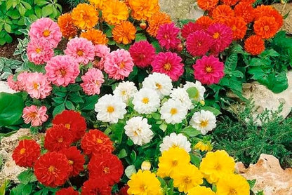 Seeds Flowers Dahlia Double Mix Annual - 30 Seeds