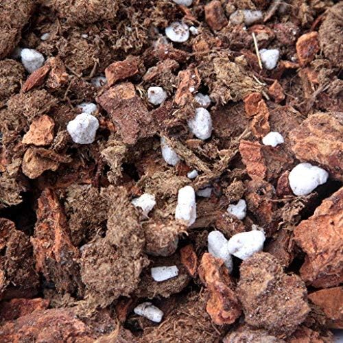 ™ Orchid Seedling Potting Mix by Waldor Orchids for Young Plants and Keiki's Contains Bark Charcoal Perlite and Coconut Husk (Cymbidium Orchid Potting Mix)