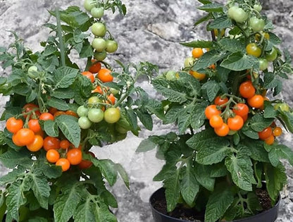 100PCS Orange Hat Micro Dwarf Tomato Seeds Non-GMO Heirloom Seeds