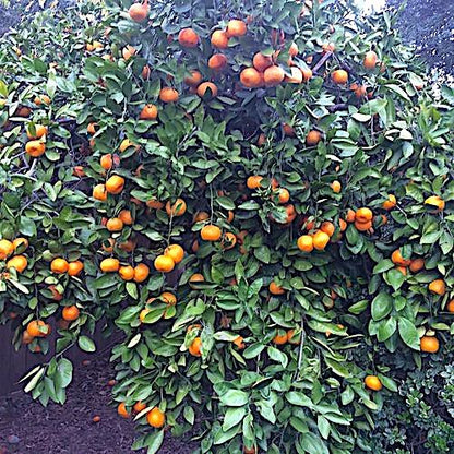 Nelson - Citrus Fruit & Avocado Tree Plant Food for In-Ground, Containers, & Patios, Granular Fertilizer, NutriStar 12-10-10 (25 lb.)