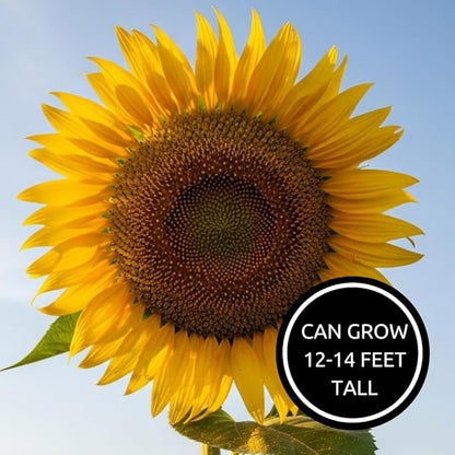 Mongolian Sunflower Seeds – 10 Seeds per Packet, Easy-to-Grow for a Diverse Garden