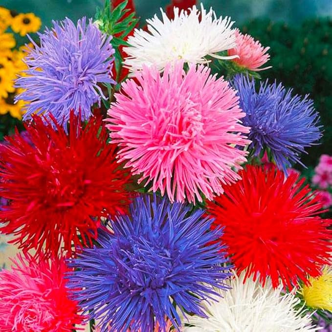 Needle Aster Seed Mix Multicolor 100 Seeds for Planting Non-GMO