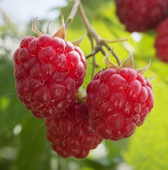 Red Raspberry Seed Pack 200 pcs - Perennial Heirloom Non-GMO Outdoor Indoor