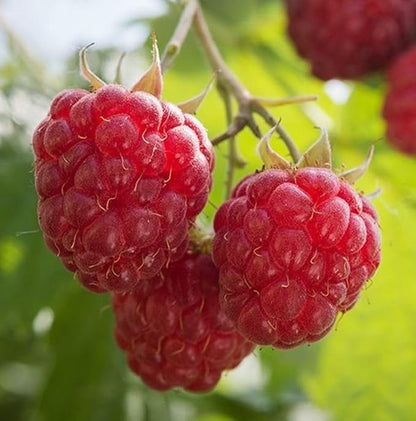 Red Raspberry Seed Pack 200 pcs - Perennial Heirloom Non-GMO Outdoor Indoor