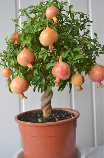 GARDENERA Premium Pomegranate Potting Soil Mix - Perfect Balance of Nutrients, Drainage, and Aeration for Thriving Pomegranate Trees - 20 Quart