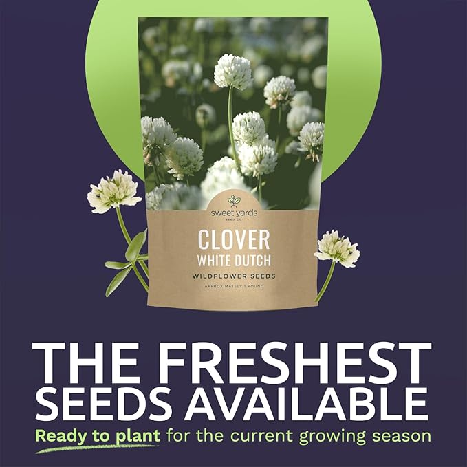 White Dutch Clover - Bulk 1 Pound Pouch - 600,000 Flower Seeds for Planting - Trifolium repens