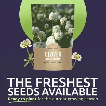 White Dutch Clover - Bulk 1 Pound Pouch - 600,000 Flower Seeds for Planting - Trifolium repens