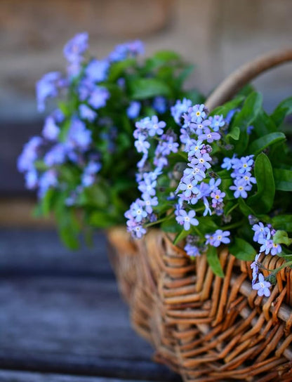 Set of 100 Forget-Me-Not Memorial Seed Packets – Individually Sealed – Non-GMO & Heirloom – Beautiful Tribute to Honor Loved Ones