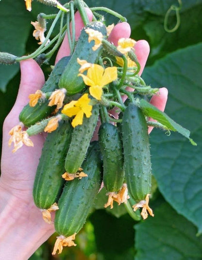 Seeds Vegetable Cucumber Envy of The Neighbors F1 Early for Pickling - 30 Seeds