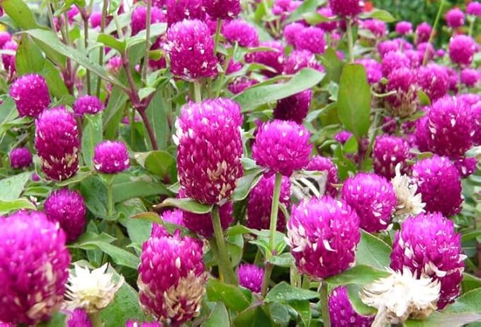 Mixed Color Globe Amaranth Gomphrena Seeds Purple Red White Dried Arrangements Non-GMO 100pcs