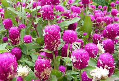Mixed Color Globe Amaranth Gomphrena Seeds Purple Red White Dried Arrangements Non-GMO 100pcs