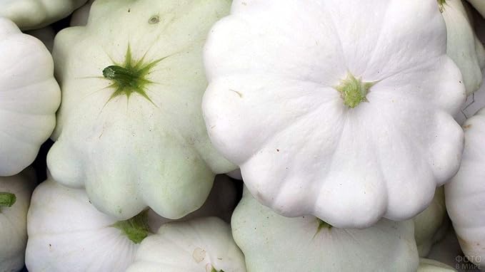 Seeds Vegetable White Patty Pan Squash Scallop Zucchini - 30 Seeds