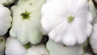 Seeds Vegetable White Patty Pan Squash Scallop Zucchini - 30 Seeds