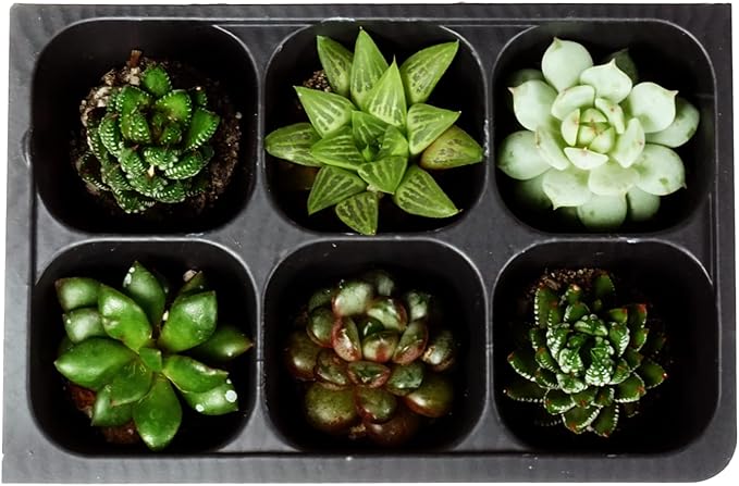 The Hydroponic City Seed Starter Tray, 720 Cells (120 Trays - 6 Cells Per Tray) + Plant Stakes