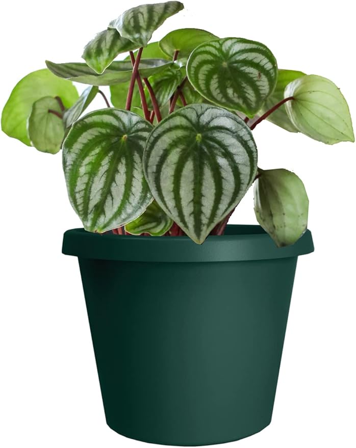 The HC Companies 16 Inch Round Prima Planter - Plastic Plant Pot with Rolled Rim for Indoor Outdoor Plants Flowers Herbs, Evergreen (Pack of 2)