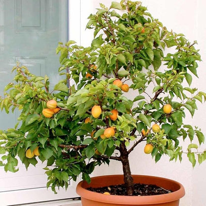 GARDENERA Premium Apricot Potting Soil Mix - Perfect Balance of Nutrients, Drainage, and Aeration for Thriving Apricot Trees - 5 QUARTS