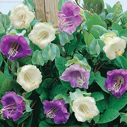 20+ Seeds Cathedral Bells (Cup and Saucer Vine, Cobaea) - Flower Mix