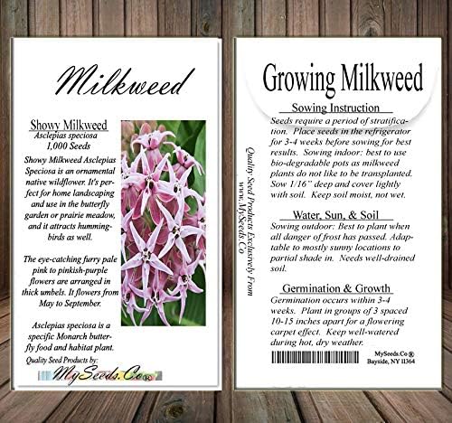 Big Pack - (1,000) Showy Milkweed Seeds, Asclepias Speciosa (Big Pack Showy Milkweed)