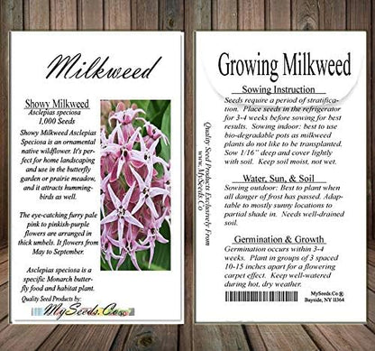 Big Pack - (1,000) Showy Milkweed Seeds, Asclepias Speciosa (Big Pack Showy Milkweed)