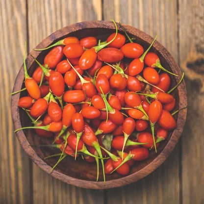 TomorrowSeeds - Goji Berry Tree Seeds - 600+ Count - for 2026 Planting Lycium Chinense Superfood Wolfberry Asian Wellness Red Flowering Edible Perennial Fruit Trees Perennial Grow Your Own Home Farm