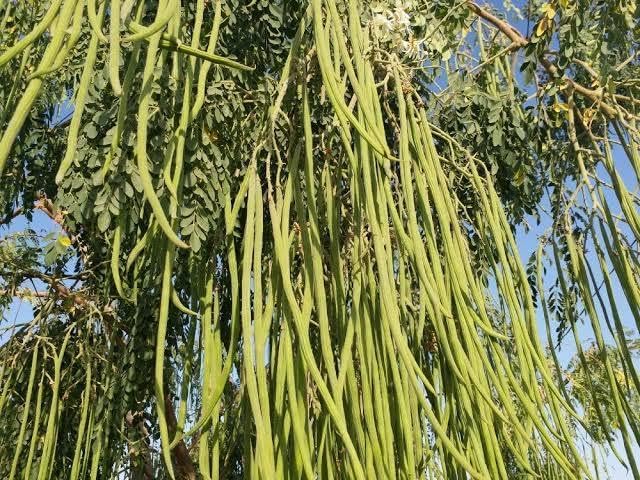Indian Moringa Seeds High-Yield Drumstick Seeds for Home Garden, Terrace Gardening, Organic Vegetable Farming, Easy to Grow, Fast Germination, Suitable for Pots and Outdoor Planting (Pack of 15)