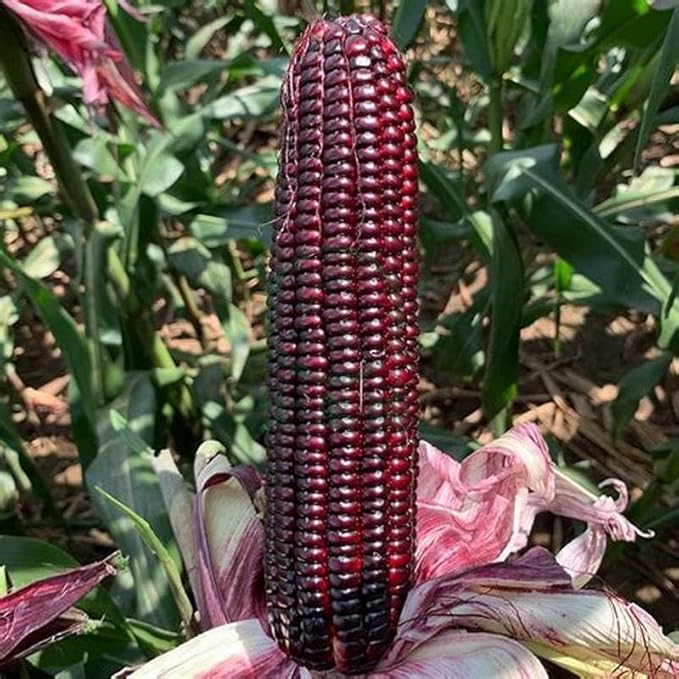 25 Seeds Bap NEP Tim deo Glutinous Sticky Seeds Rare find Asian bap NEP Thai deo ngon tuyet VOI F1 Hybrid Purple Waxy Sticky Rice Corn Purple glutinous Rice Corn 25 Seeds 紫糯玉米