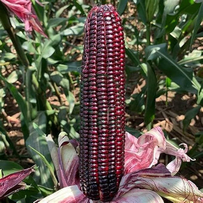 25 Seeds Bap NEP Tim deo Glutinous Sticky Seeds Rare find Asian bap NEP Thai deo ngon tuyet VOI F1 Hybrid Purple Waxy Sticky Rice Corn Purple glutinous Rice Corn 25 Seeds 紫糯玉米
