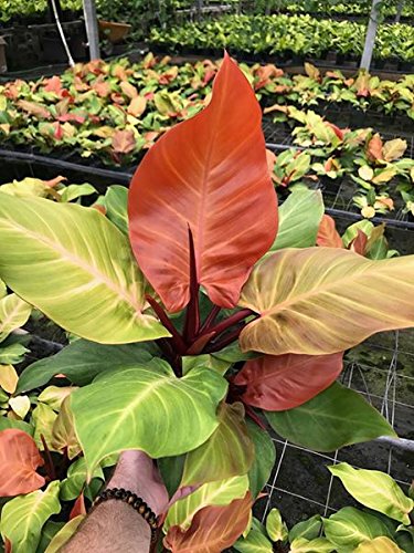 Tezula Plants MSU Orchid Fertilizer 13-3-15 (Greencare) 1/2 Pound, Scoop Included, Excellent for Orchids, Anthuriums, Philodendrons and all tropicals