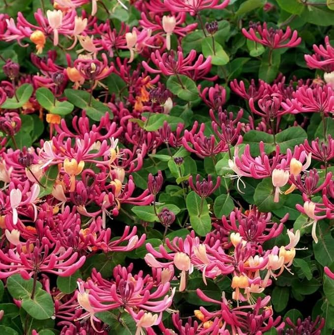 Honeysuckle Vine Seeds Native Perennial White Honeysuckle Bush Climbing Plant 100pcs
