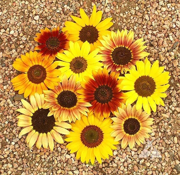 Sunflower ‘Autumn Beauty’ (Helianthus annuus) Seeds, Pack of 200 Seeds from Seeds2Go
