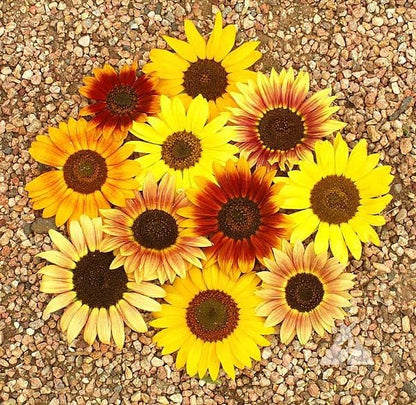 Sunflower ‘Autumn Beauty’ (Helianthus annuus) Seeds, Pack of 200 Seeds from Seeds2Go