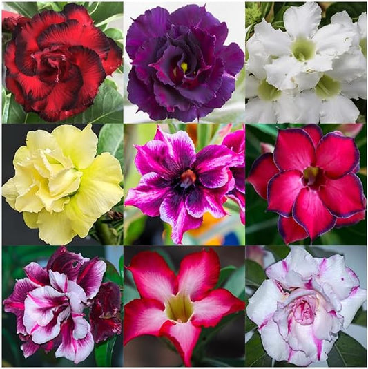 100 Desert Rose Seeds for Planting Mixed Color Ready to Grow Adenium Obesum Seed Exotic Succulent Colorful Bonsai Plant Tropical Rose Flower Planting Non-GMO Heirloom (100, Seeds)