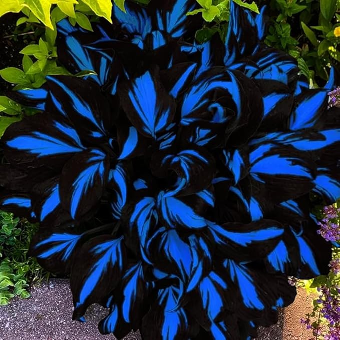 Mixed Hosta Seeds Collection(300+ Seeds),Variegated & Blue Foliage Shade Plants,Giant to Dwarf Perennial Ground Cover Seeds for Low Maintenance Garden