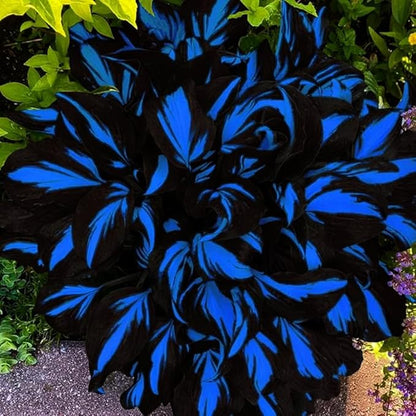 Mixed Hosta Seeds Collection(300+ Seeds),Variegated & Blue Foliage Shade Plants,Giant to Dwarf Perennial Ground Cover Seeds for Low Maintenance Garden