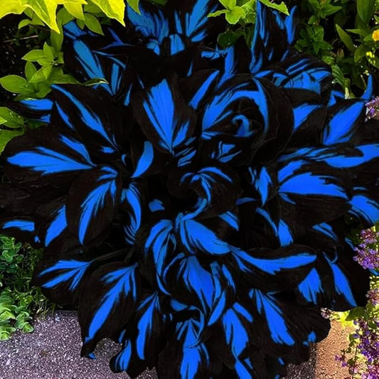 Mixed Hosta Seeds Collection(300+ Seeds),Variegated & Blue Foliage Shade Plants,Giant to Dwarf Perennial Ground Cover Seeds for Low Maintenance Garden